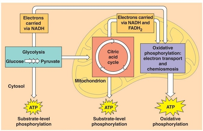 Mitolyn Review 2025: The Cellular Breakthrough That’s Transforming Fat Loss, Energy & Mental Clarity